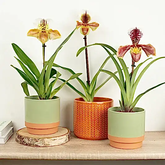 Venus Slipper Orchid | USA Hybrid | Orchid Plants
