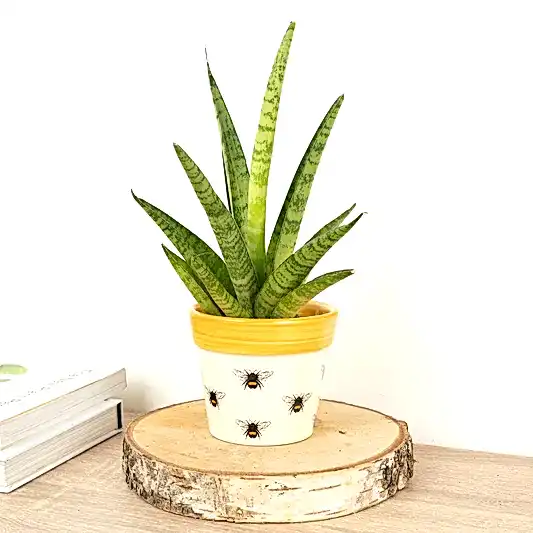 Snake Plant | Firework | Snake Plants