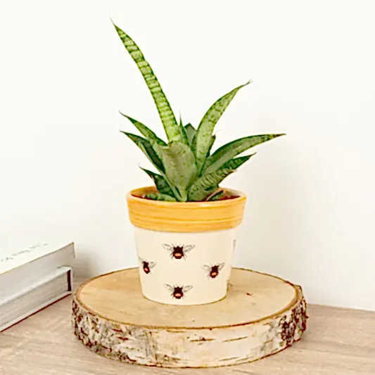 Snake Plant | Star | Snake Plants