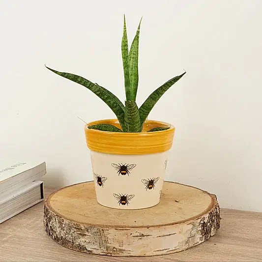Snake Plant | Galaxy | Snake Plants