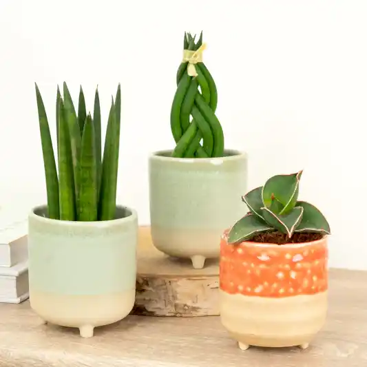 Small Snake-tacular | Plant Bundle | Snake Plants