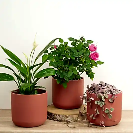 Love In Every Leaf | Plant Bundle | 
