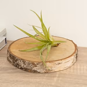 Air Plant | Brachycaulos - Indoor Plant