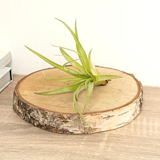 Air Plant | Brachycaulos | Air Plants