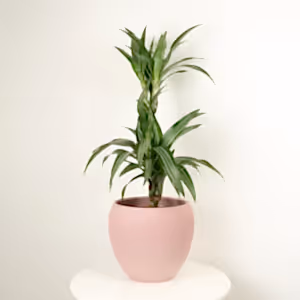 Palm | Ulises - Indoor Plant