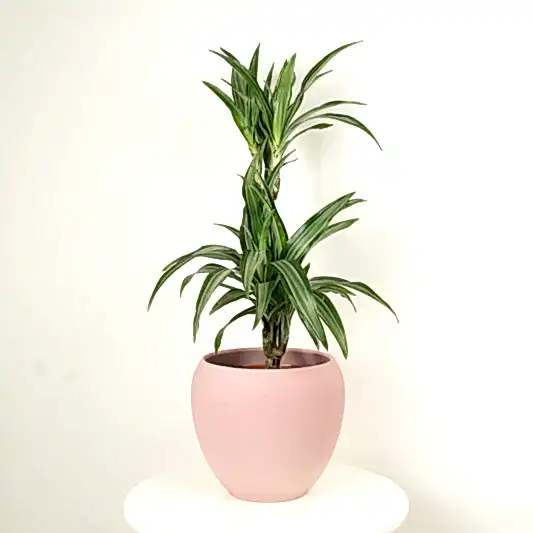 Palm | Ulises | Trees & Bonsai