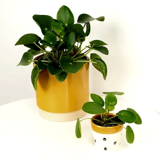 Chinese Money Plant | Indoor Hanging Plants