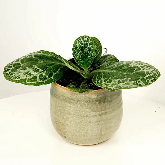 Streptocarpus | Pretty Turtle | Potted Houseplants