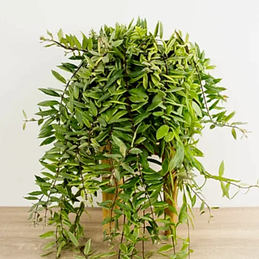 Variegated Lipstick Plant | Albo | Hard To Find | Potted Houseplants