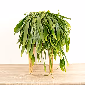 Mistletoe Cactus | Red Coral - Indoor Plant