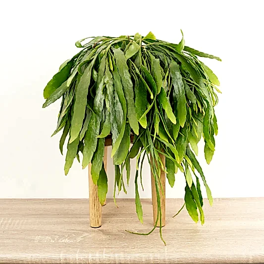 Mistletoe Cactus | Red Coral | Indoor Hanging Plants