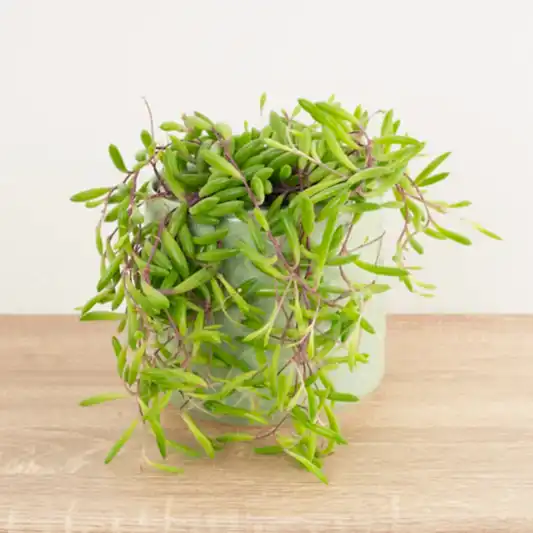 String Of Bananas | Purple Flush | Perfect Plants for Under £30