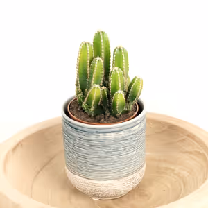 Apple Cactus Florida - Indoor Plant