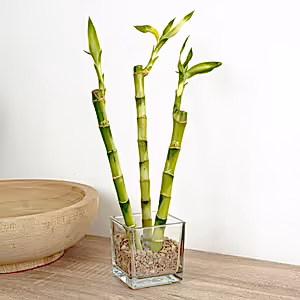 Lucky Bamboo Trio In Glass - Indoor Plant