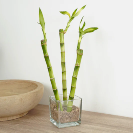 Lucky Bamboo Trio In Glass | Trees & Bonsai