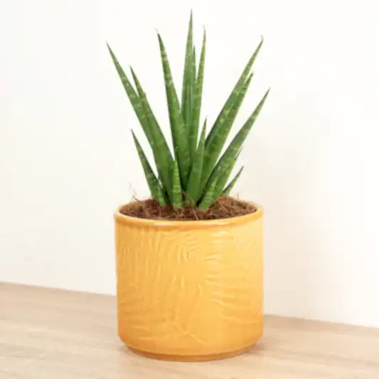 Snake Plant | Dancing Queen | Snake Plants