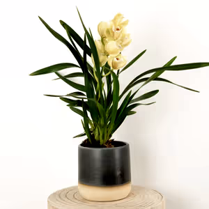 Cymbidium Orchid | Wild Anna - Indoor Plant