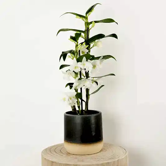 Dendrobium Orchid | Apollon White | Potted Houseplants