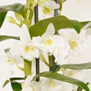 Dendrobium Orchid | Apollon White - Indoor Plant