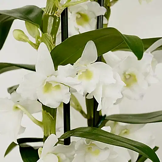 Dendrobium Orchid | Apollon White | Orchid Plants