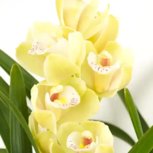 Cymbidium Orchid | Wild Anna | Potted Houseplants