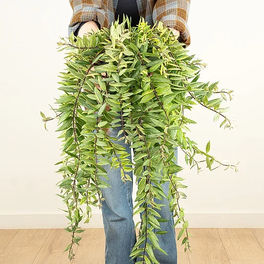 Variegated Lipstick Plant | Albo | Hard To Find | Indoor Hanging Plants