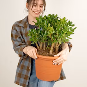 Jade Plant | Ovata - Indoor Plant