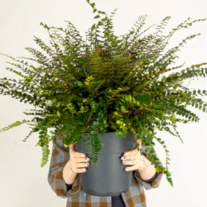Button Fern | Hard To Find - Indoor Plant