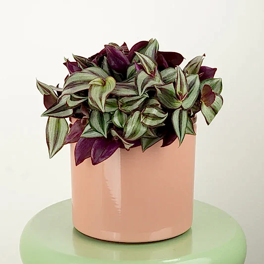 Wandering Dude | Violet Hill | Indoor Hanging Plants