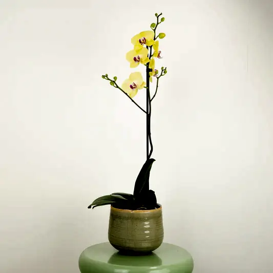 Phalaenopsis Orchid | Amalfi | Perfect Plants for Under £30