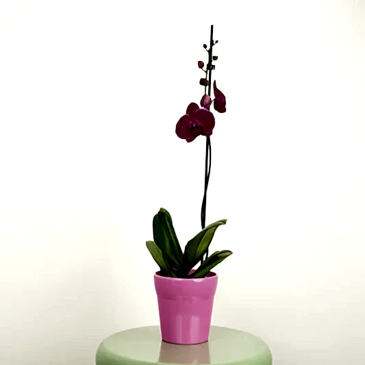 Phalaenopsis Orchid | Vivaldi | Potted Houseplants