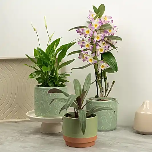 Flourishing Faith | Plant Bundle | 