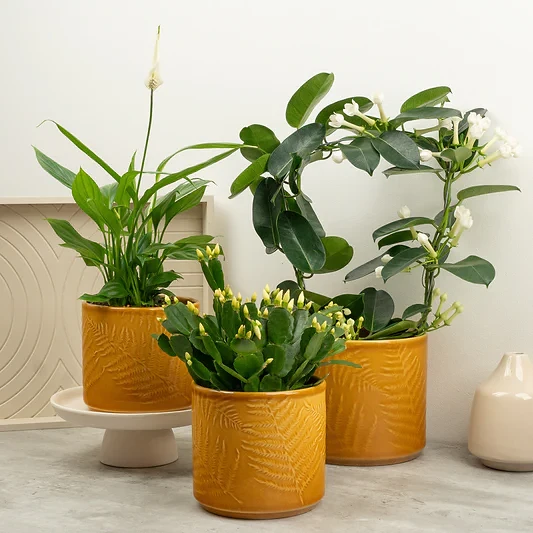 Radiant Serenity | Plant Bundle | 