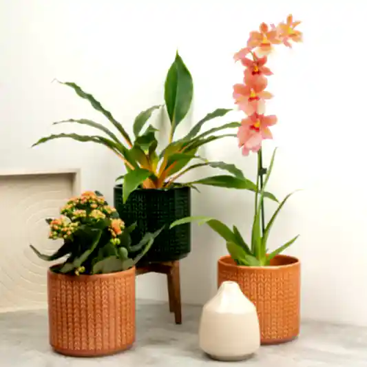 Peach Perfect | Plant Bundle | Houseplant Bundles