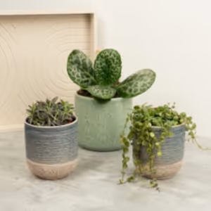 Mother of Turtles | Plant Bundle - Indoor Plant