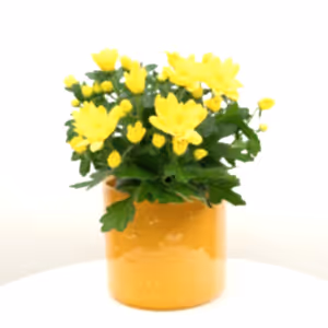 Mum | Double Yellow - Indoor Plant