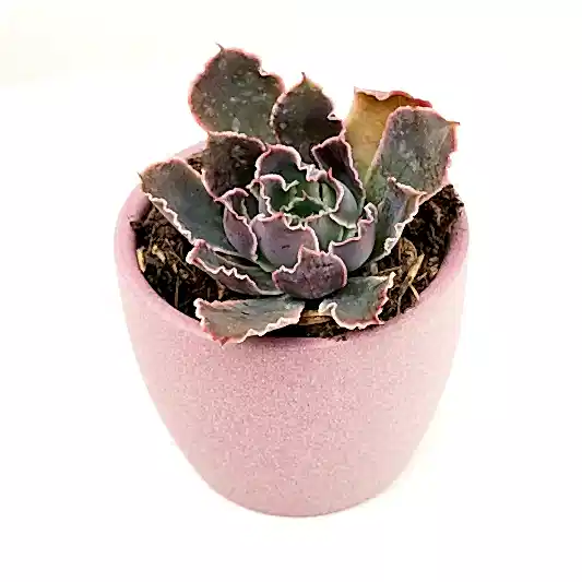 Echeveria | Neonbreaker | Potted Houseplants