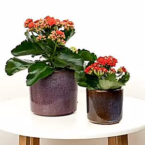 Flowering Red Kalanchoe - Indoor Plant