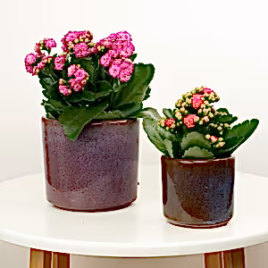 Hot Pink Kalanchoe - Indoor Plant
