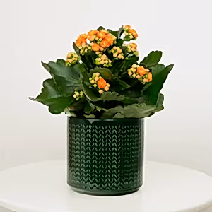 Orange Kalanchoe - Indoor Plant