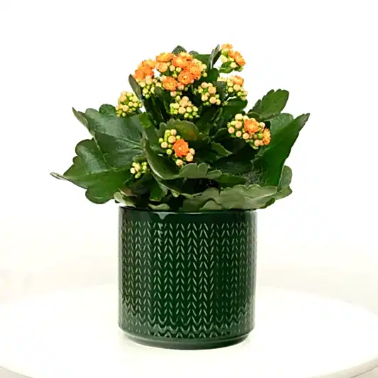Orange Kalanchoe | Indoor Succulent Plants