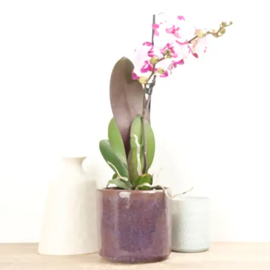 Phalaenopsis Orchid | Epic | Potted Houseplants