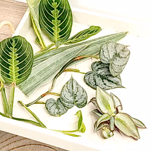 Chop and Prop Mystery Box | Unrooted Cuttings - Indoor Plant
