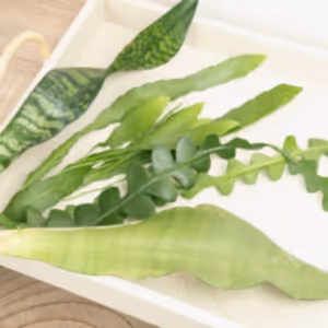Chop and Prop Mystery Box | Unrooted Cuttings - Indoor Plant