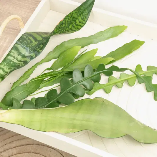 Chop and Prop Mystery Box | Unrooted Cuttings | Indoor Hanging Plants