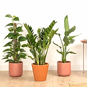 Paradise Unlocked | Plant Bundle - Indoor Plant