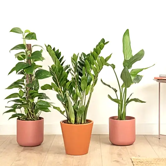 Paradise Unlocked | Plant Bundle | Houseplant Bundles