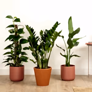 Golden Glow & Jungle Flow | Plant Bundle - Indoor Plant