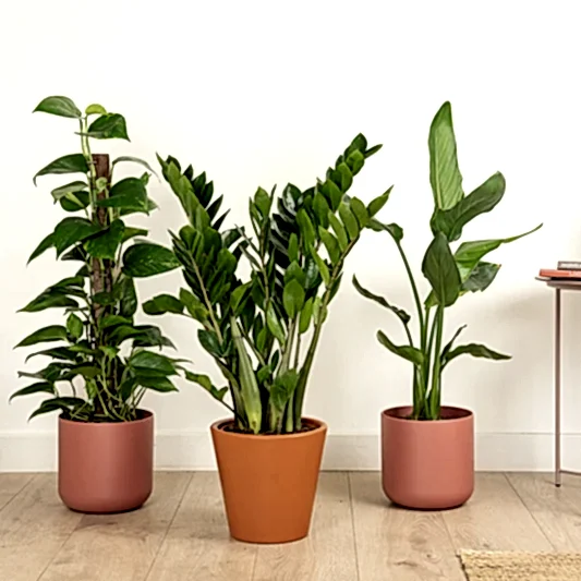 Golden Glow & Jungle Flow | Plant Bundle | Houseplant Bundles