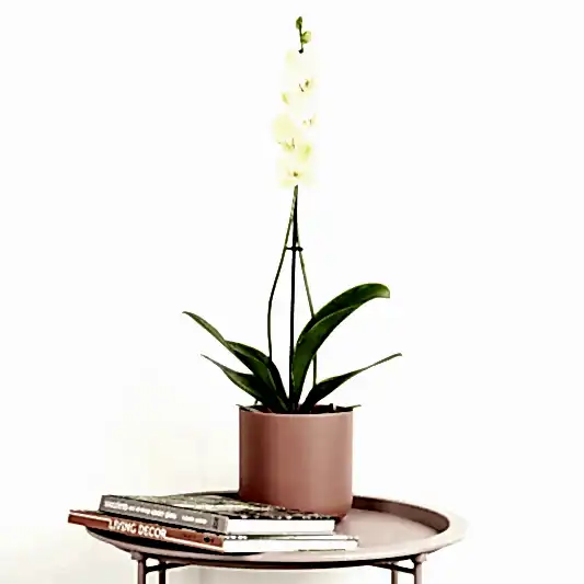 Phalaenopsis Orchid | Yara | Perfect Plants for Under £30
